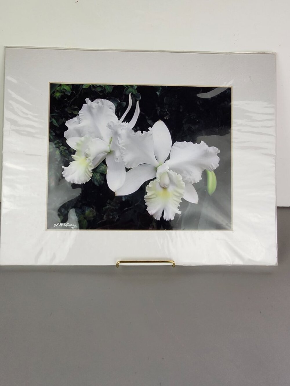 Cattleya Orchid - Signed Photograph - Sharon A. McGarry, VT